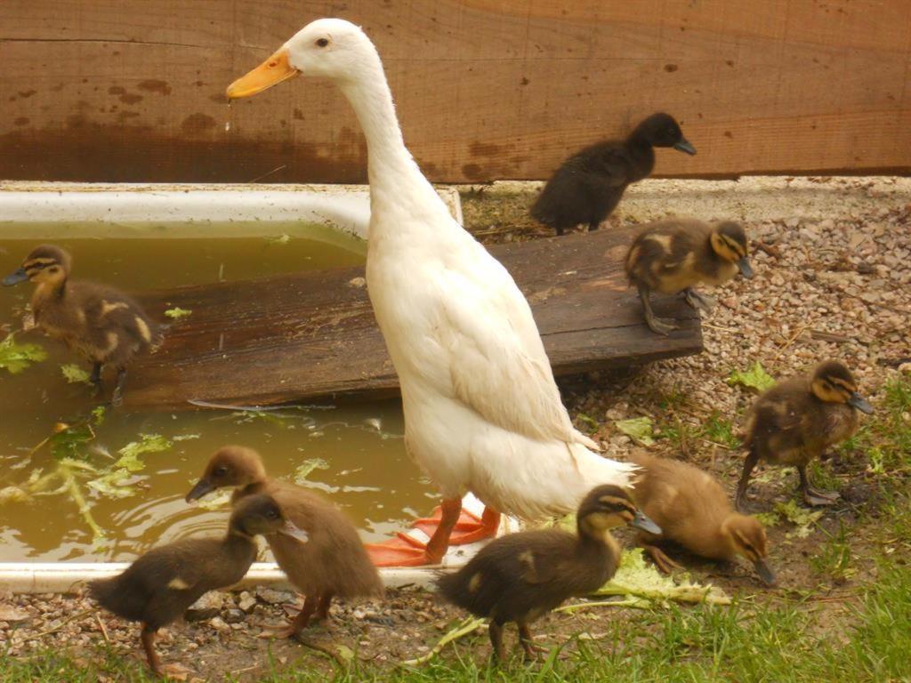 Familienbauernhof Imitz, Ferienwohnung Spital Am Pyhrn Dış mekan fotoğraf